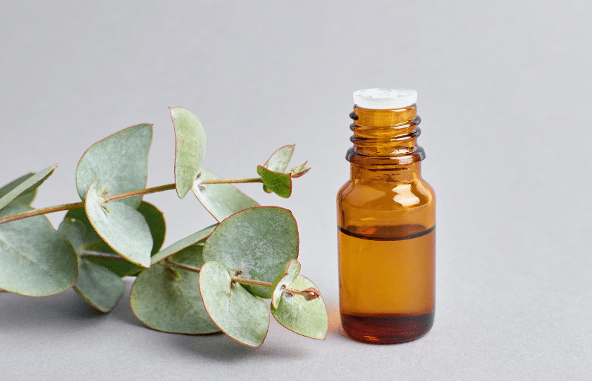 Eucalyptus Oil